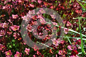 Saxifraga flowers