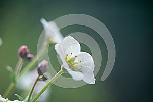 Saxifraga - a genus of plants belonging to the saxifrage family.