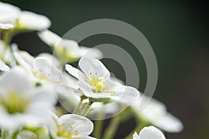 Saxifraga - a genus of plants belonging to the saxifrage family.