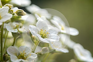 Saxifraga - a genus of plants belonging to the saxifrage family.