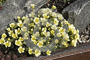 Saxifraga x lincolni-fosteri `Diana`