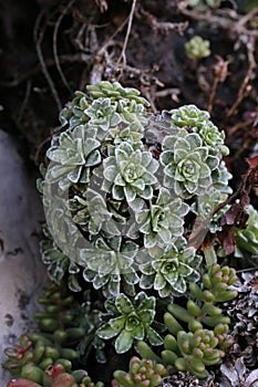 Saxifraga marginata, Saxifragaceae