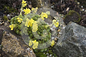 Saxifraga `Meteor`