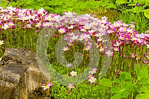 Saxifraga paniculata photo