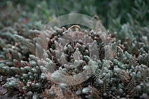 Saxifraga paniculata alpine saxifrage silver saxifrage stonecrops, background photo