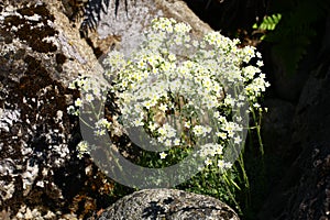 Saxifraga paniculata v kvete