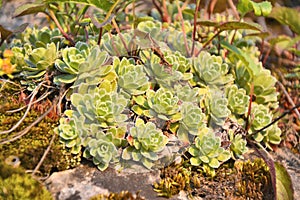 Saxifraga paniculata on rock