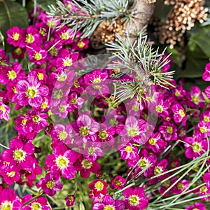 Saxifraga rosacea,