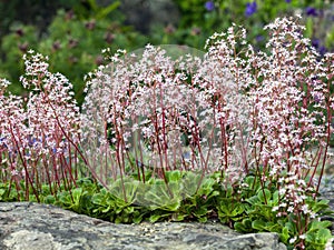 Saxifraga spathularis St Patrick`s Cabbage