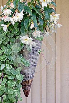 Saxifraga stolonifera plant and begonia flower in pot photo