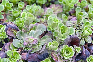 Saxifraga umbrosa or Yrenean saxifrage also known as London Pride