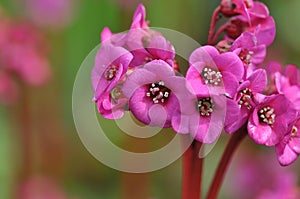 Saxifrage elephantÃ¯Â¿Â½s ear, pigsqueak photo