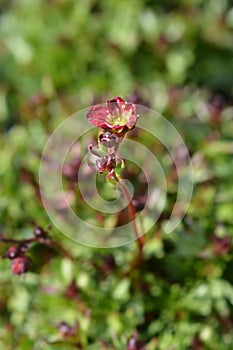 Saxifrage Peter Pan photo