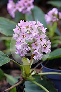 Saxifrage in the springtime garden