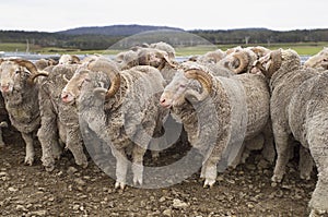 Saxon Merino Ram