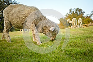 Saxon Merino Ram And Alpaca