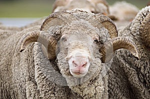 Saxon Merino Ram photo