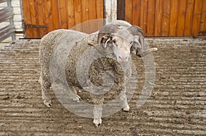 Saxon Merino Ram