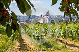 Saxon vineyard overlooking the Albrechtsburg Meissen