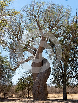 say that the baobab in love Allée des Baobabs, Adansonia grandidieri, is frequented by tourists. Southern Madagascar