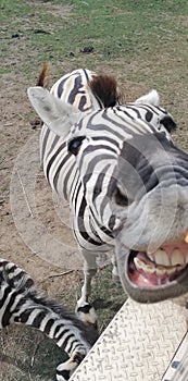 say cheese Zebra