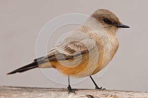 Say's Phoebe