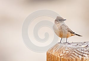 Say's Phoebe Bird
