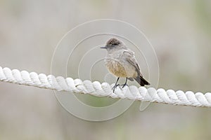 Say's Phoebe bird