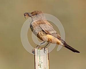 Say's Phoebe With Cicada In Beak