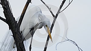 Say What? - egret white action -