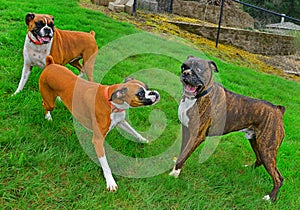 Say what? A male brindle boxers facial expression speaks volumes HDR.