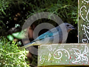 Sayaca Tanager (Thraupis sayaca)