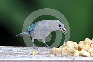 Sayaca Tanager (Thraupis sayaca) isolated, eating banana on a wall