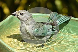 The sayaca tanager Thraupis sayaca is a species of bird in the family Thraupidae, the tanagers.