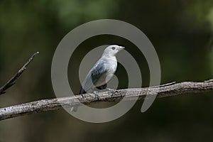 Sayacca tanager, Thraupis sayaca