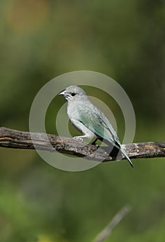 Sayacca tanager, Thraupis sayaca