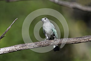 Sayacca tanager, Thraupis sayaca