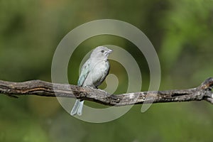 Sayacca tanager, Thraupis sayaca