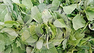 Sayur hijau segar green fresh vegetable photo