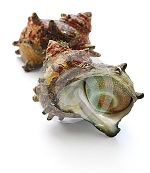 Sazae , japanese horned turban shell