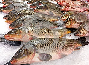 Sazan fish on ice, chilled fish on the market for sale