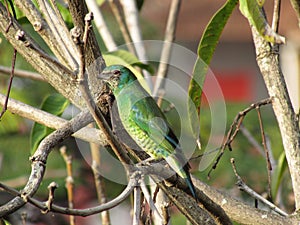 SaÃÂ­ Andorinha femea - Swallow Tanager female photo