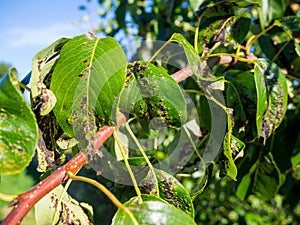 Scab affected young pear tree