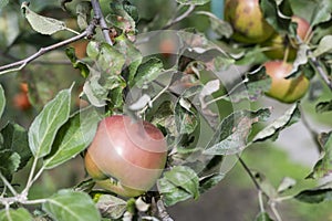 Scab on the leaves of an apple tree close-up