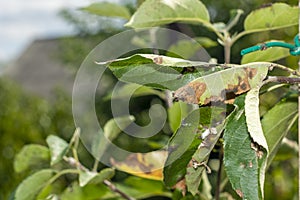 Scab on the leaves and fruits of an apple tree close-up. Diseases in the Apple Orchard