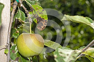 Scab on the leaves and fruits of an apple tree close-up. Diseases in the Apple Orchard photo