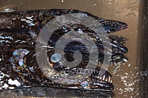 Scabbard Fish photo