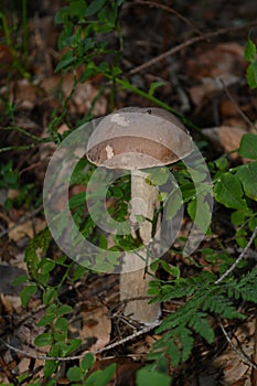 Scaber stalk (Leccinum scabrum)