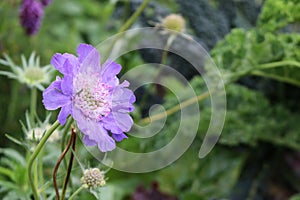 Scabia scabiosa blue purple flower photo