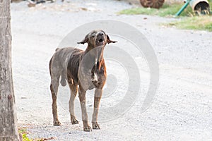 Scabies dog stand on ground